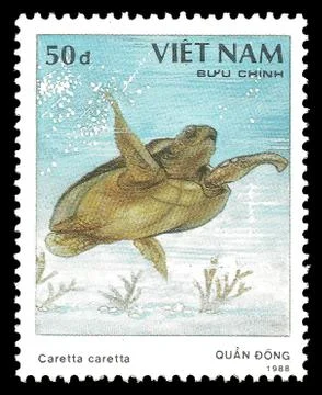 Loggerhead Turtle Stock Illustration