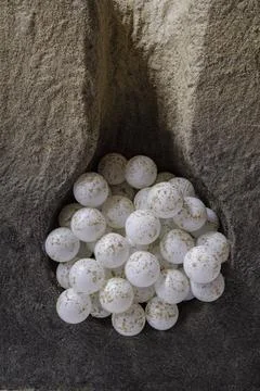 Loggerhead turtle nest simulation loggerhead turtle nest simulation,Can Ma... Foto stock