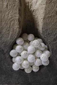 Loggerhead turtle nest simulation,Can Marroig (Centre d'interpretaci Parc Nat Stock Photos