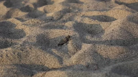 Loggerhead Turtle newborn walking on the beach Stock Footage 41763619
