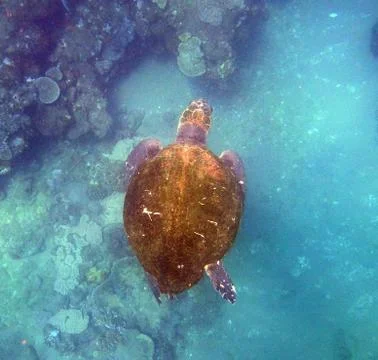 Loggerhead turtle Foto stock