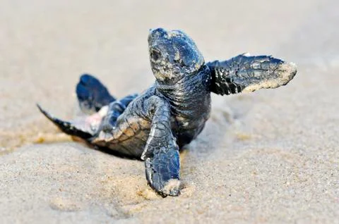 Loggerhead Turtle photographed in Conceicao da Barra, Espirito Santo. Foto stock
