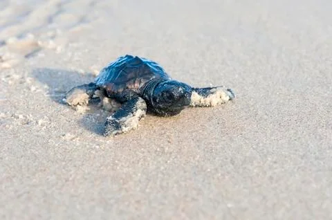 Loggerhead Turtle photographed in Conceicao da Barra, Espirito Santo. Foto stock