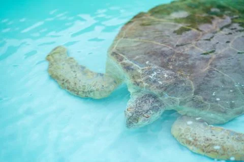 Loggerhead Turtle in a recovery pool Foto stock