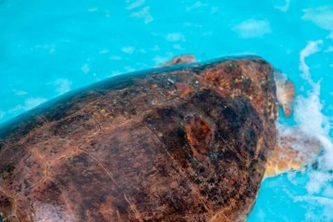 Loggerhead Turtle in a recovery pool Stock Photos