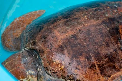 Loggerhead Turtle in a recovery pool Foto stock
