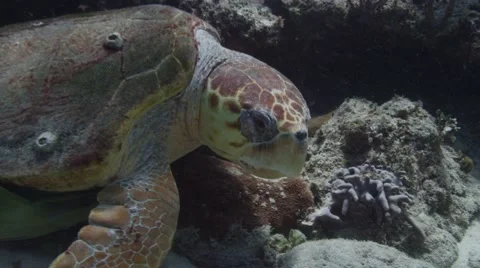 Loggerhead turtle resting under ledge Stock Footage 56354228