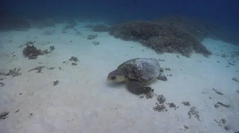 Loggerhead turtle on sand and reef, Caretta caretta, HD, UP20217 Vídeos de archivo 62245320