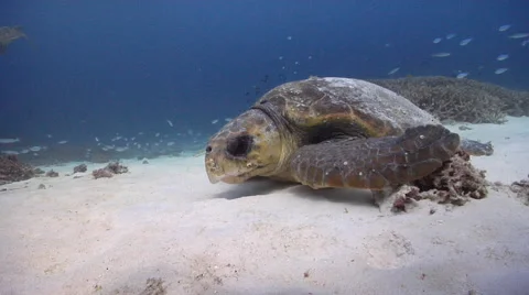 Loggerhead turtle on sand and reef, Caretta caretta, HD, UP20220 Vídeos de archivo 62245381