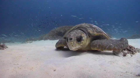 Loggerhead turtle on sand and reef, Caretta caretta, HD, UP20219 Vídeos de archivo 62245386