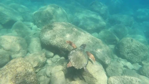 Loggerhead Turtle Spotted in Crystal Clear Waters Kefalonia Greece Vídeos de archivo 333605992