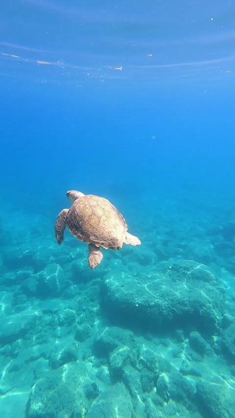 Loggerhead Turtle Spotted at Kaminia Beach Kefalonia Greece Video stock 341806521