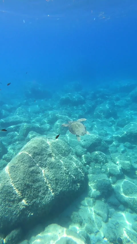 Loggerhead Turtle Spotted at Kaminia Beach Kefalonia Greece Video stock 341806640