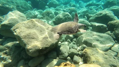 Loggerhead Turtle Spotted at Kaminia Beach Kefalonia Greece Video stock 341806702