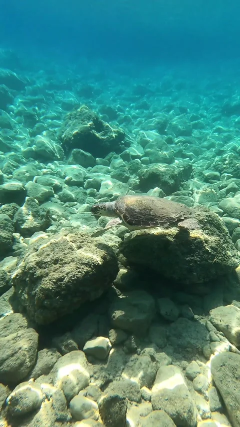 Loggerhead Turtle Spotted at Kaminia Beach Kefalonia Greece Video stock 341806720