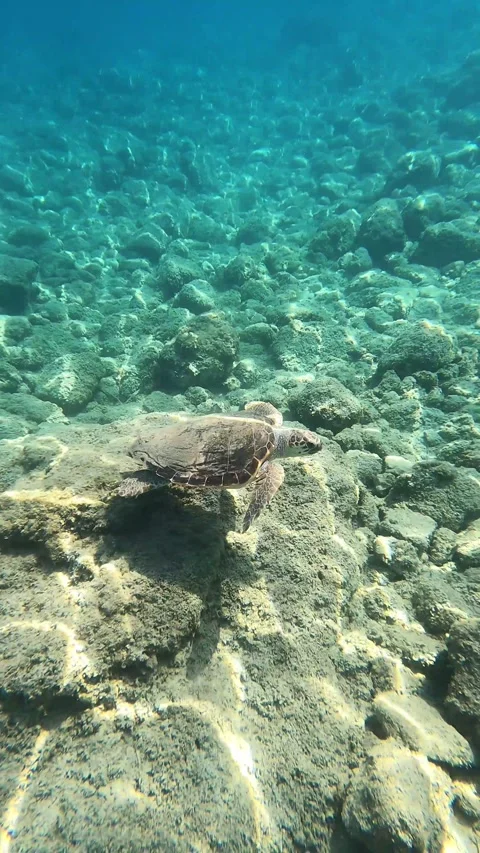 Loggerhead Turtle Spotted at Kaminia Beach Kefalonia Greece Video stock 341806725