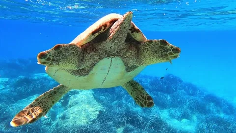 Loggerhead Turtle Surfacing for Oxygen in Clear Kefalonia Waters Video stock 332440332