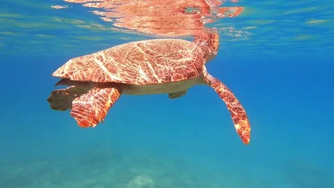 Loggerhead Turtle Surfacing for Oxygen in Clear Blue Kefalonia Waters Stock Footage 333055592