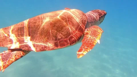 Loggerhead Turtle Surfacing to Take a Breath in Clear Kefalonia Waters Video stock 333143618