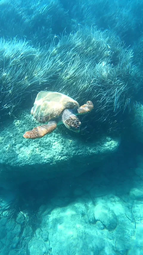 Loggerhead Turtle Swimming Calmly in Crystal Clear Waters Kefalonia Greece Vídeos de archivo 333430127