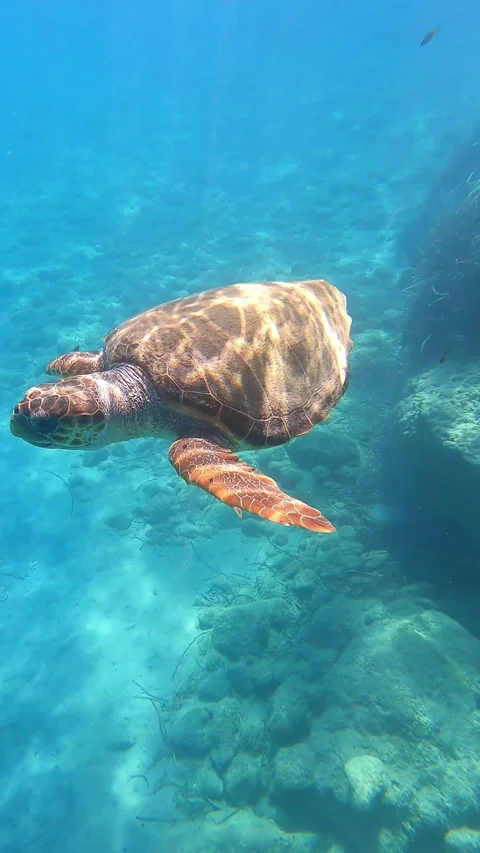 Loggerhead Turtle Swimming in Clear Blue Waters Kefalonia Greece Vídeos de archivo 333430125