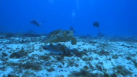 Loggerhead Turtle Swimming with divers behind Stock Footage 305426531