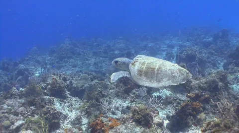 Loggerhead turtle swimming over Palancar Stock Footage
