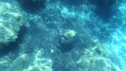 Loggerhead Turtle Swimming Peacefully in Clear Waters Kefalonia Greece Stock Footage 332440148