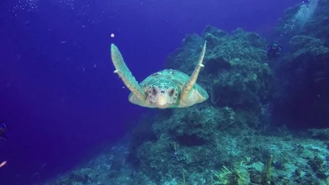 Loggerhead turtle swims to camera Stock Footage 79274541