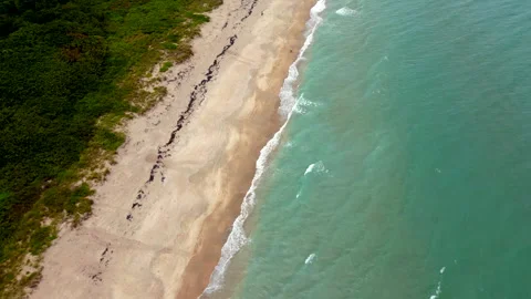 Loggerhead turtle tracks on the sand summer nesting season Jensen Beach Jup.. Stock Footage 244553123
