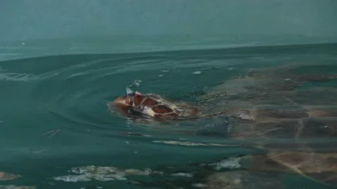 The loggerhead turtle is on treatment in the artificial reservoir. The turtle Stock Footage 221043823