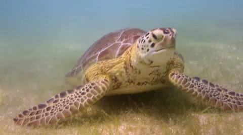Loggerhead turtle underwater mexico Stock Footage 10899030