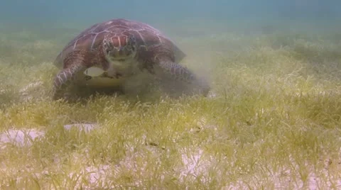 Loggerhead turtle underwater mexicoturtle22 Stock Footage 10890783