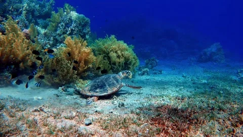 Loggerhead turtle, underwater turtle, underwater turtle, turtle swimming Stock Footage 205553927