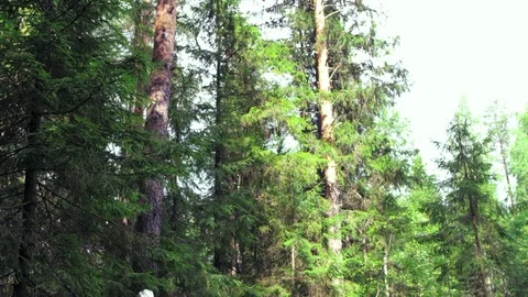 Loggers are felling trees in the forest Vidéo 78723432