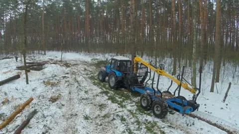 Loggers cut the infected forest with a bark beetle. Stock Footage 100154844