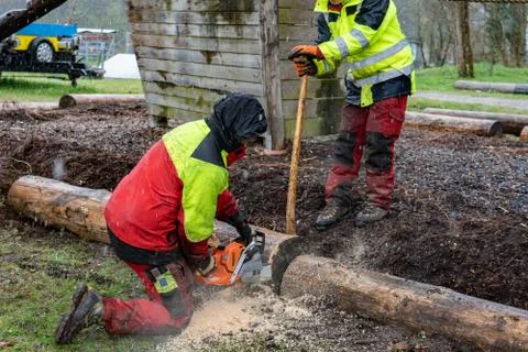 Loggers cutting tree trunk with chain saws in rainy day. Foto stock