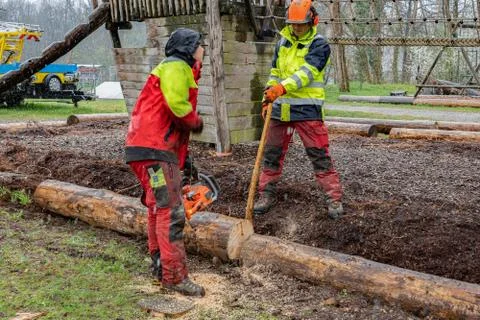 Loggers cutting tree trunk with chain saws in rainy day. Stock Photos