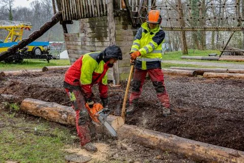 Loggers cutting tree trunk with chain saws in rainy day. Stock Photos