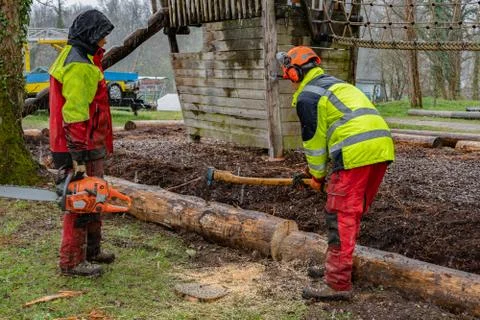 Loggers cutting tree trunk with chain saws in rainy day. Stock-Fotos