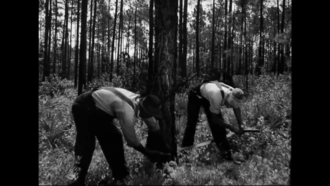 Loggers Detecting Start Of A Wildfire Stock Footage 107807964