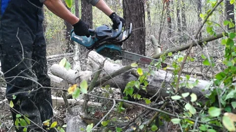 Loggers fell a forest Stock Footage 87879909