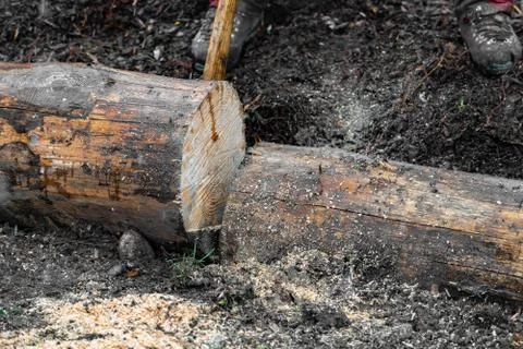 Loggers have cut a tree trunk with chain saws on a playground in rainy day. Stock Photos