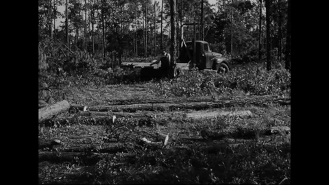 Loggers Loading Tree Logs Onto Truck In Forest Location Stock Footage 107817451