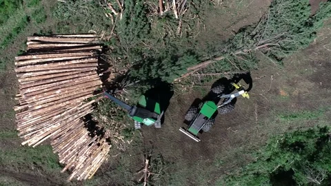 Loggers sorting trees Stock Footage 194164830