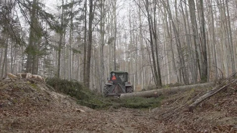 Loggers working in a forest 動画素材 92890589