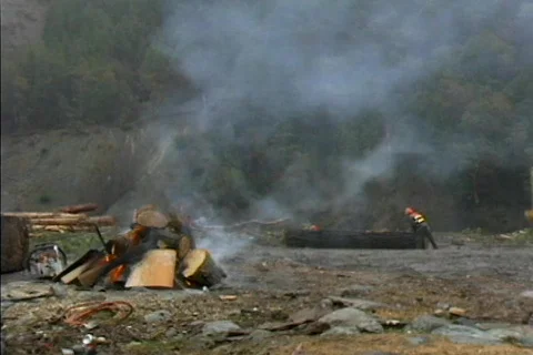 Logging 03 Stock Footage 492025