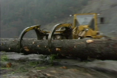 Logging 05 Stock Footage 492024