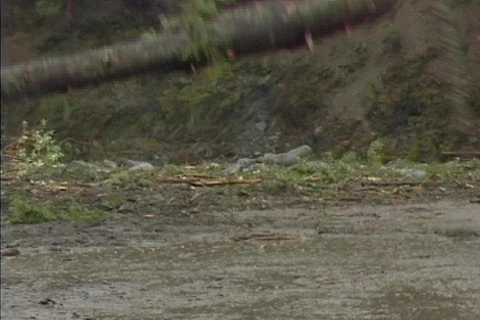 Logging 07 Stock Footage 492028