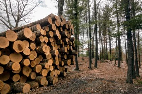 Logging 2 Stock Photos